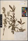 Foto von Salix aurita L. x Salix cinerea L. x Salix viminalis L.